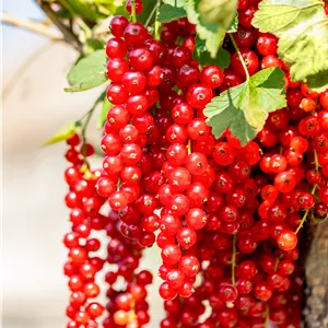 Ribes rubrum 'Rovada'