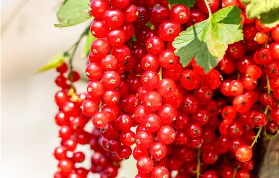 Ribes rubrum 'Rovada' CAC II