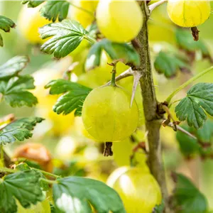 Ribes uva-crispa 'Invicta'
