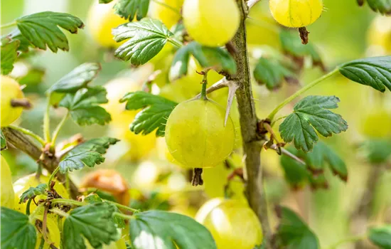 Ribes uva-crispa 'Invicta'