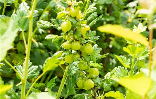 Ribes uva-crispa 'Invicta' CAC II