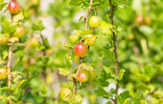 Ribes uva-crispa 'Mucurines'