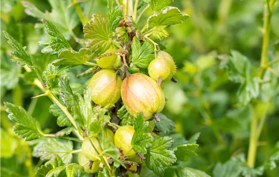 Ribes uva-crispa 'Mucurines' CAC II