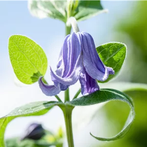 Clematis integrifolia var.integrifolia Clematis integrifolia var.integrifolia