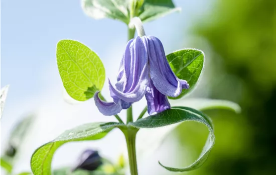 Clematis integrifolia var.integrifolia