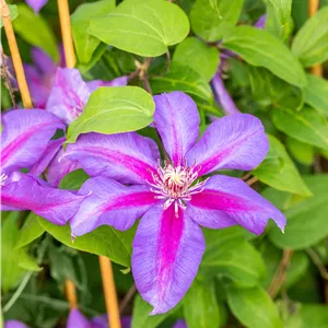 Clematis 'Mrs.N.Thompson' Clematis 'Mrs.N.Thompson'