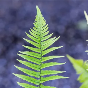 Dryopteris atrata