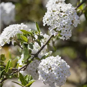 Viburnum burkwoodii Viburnum burkwoodii