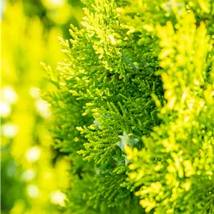 Thuja orientalis 'Pyramidalis Aurea' Thuja orientalis 'Pyramidalis Aurea'