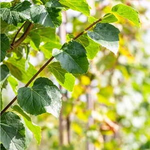 Tilia cordata 'Erecta'