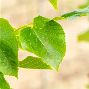 Tilia euchlora
