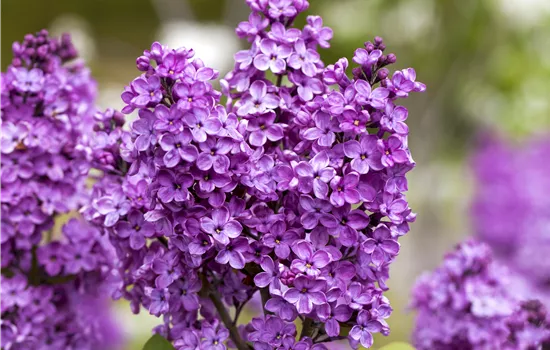 Syringa vulgaris 'Katherine Havemeyer'