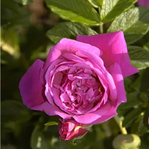 Rosa 'Rosa Zwerg' BDR III