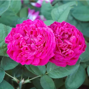 Rosa 'Rose de Resht' STR IV
