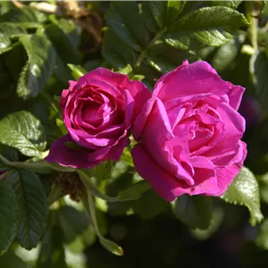 Rosa 'Rotes Meer' BDR III