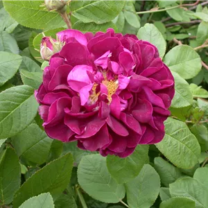 Rosa rugosa 'Hansa' STR IV
