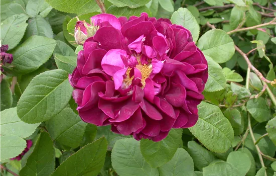 Rosa rugosa 'Hansa' STR IV