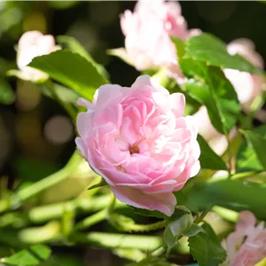 Rosa 'The Fairy' BDR II
