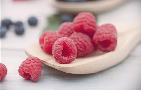 Rubus id.'Meeker' CAC II