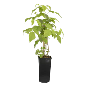 Rubus id.'Meeker' CAC II Rubus id.'Meeker' CAC II