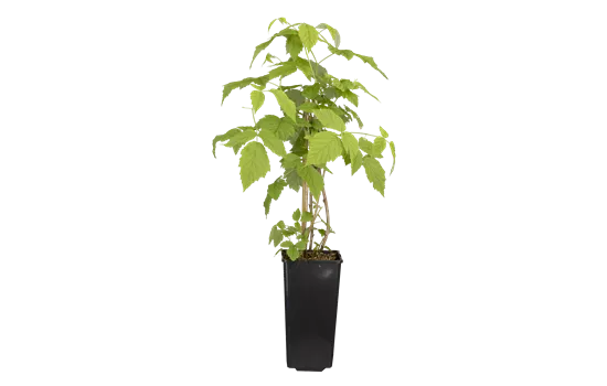 Rubus id.'Meeker' CAC II Rubus id.'Meeker' CAC II