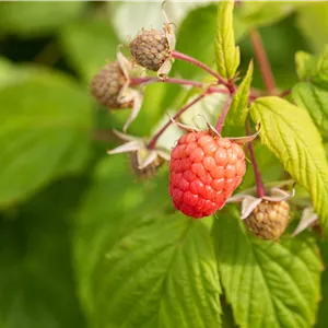 Rubus idaeus 'Autumn Bliss'(s) Rubus idaeus 'Autumn Bliss'(s)