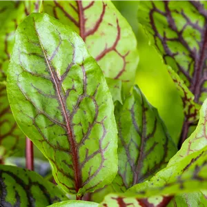 Rumex rugosus Rumex rugosus