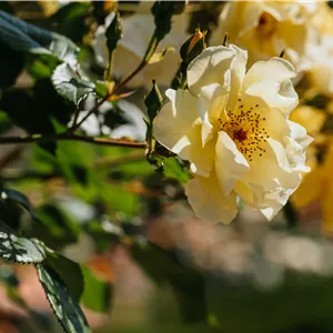 Rosa 'Frühlingsgold'