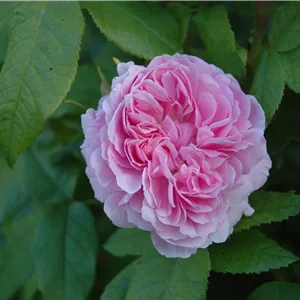 Rosa 'Jacques Cartier' STR IV