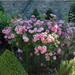 Rosa 'Louise Odier' STR IV