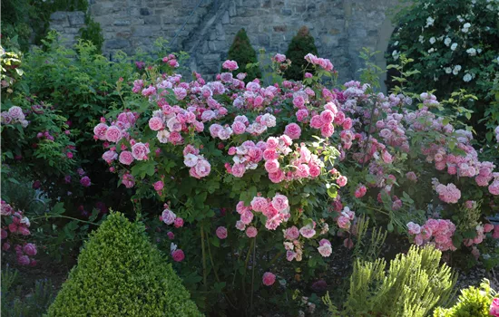 Rosa 'Louise Odier' Rosa 'Louise Odier'