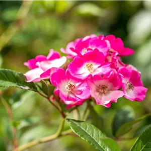 Rosa 'Mozart' STR III