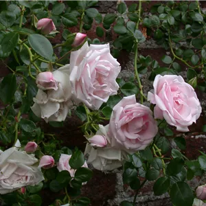 Rosa 'New Dawn' KL IV