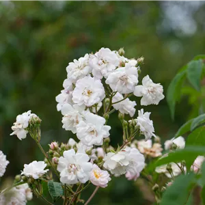Rosa 'Paul's Himalayan Musk Rambler' KL VI