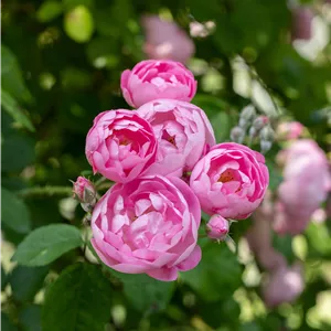 Rosa 'Raubritter' KL IV