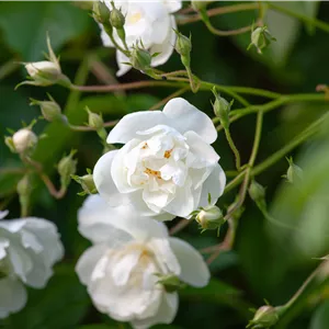 Rosa 'Bobby James' Rosa 'Bobby James'