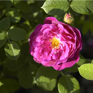 Rosa centifolia muscosa STR IV