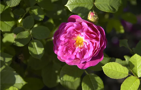 Rosa centifolia muscosa STR IV
