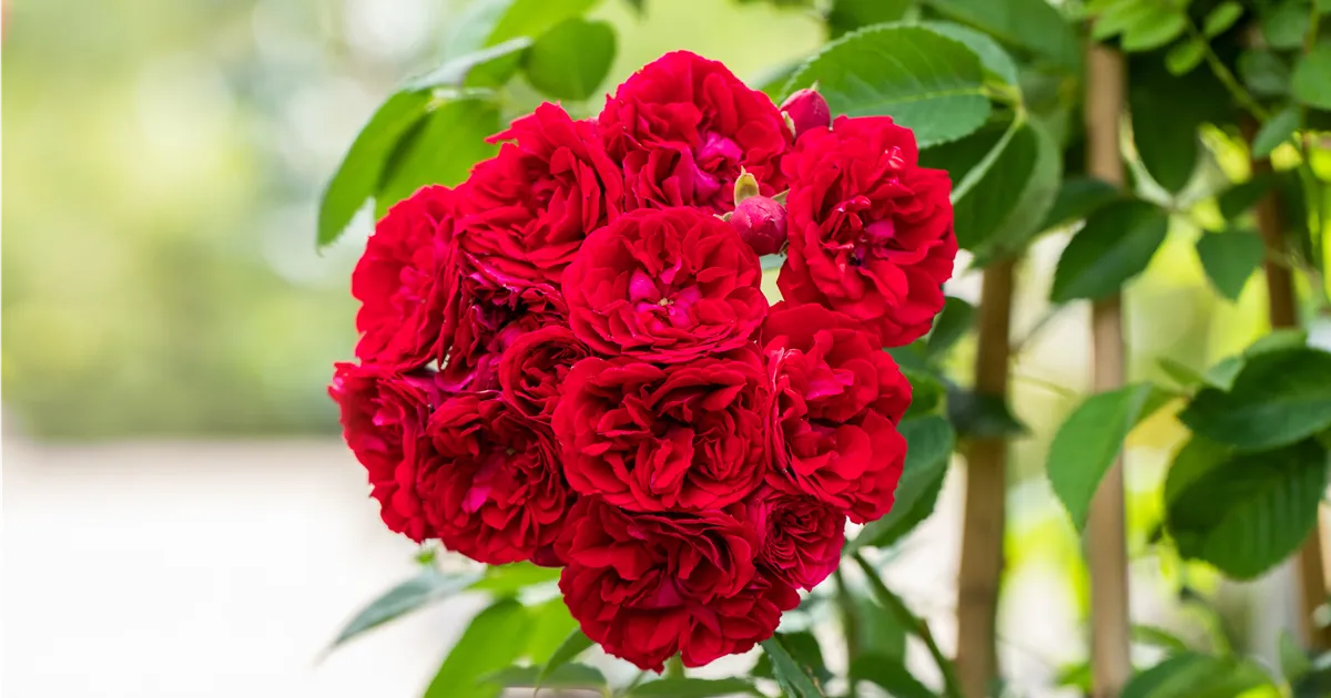 Rosa 'Chevy Chase'