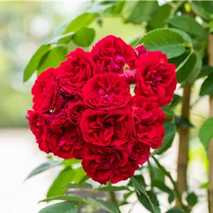 Rosa 'Chevy Chase' KL VI