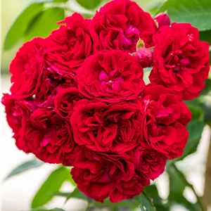 Rosa 'Chevy Chase' Rosa 'Chevy Chase'