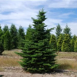 Abies homolepis Abies homolepis