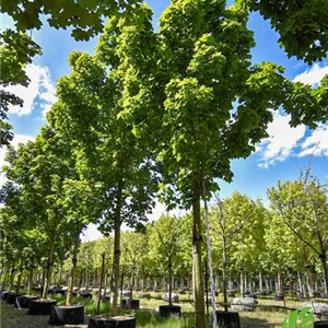 Acer platanoides 'Columnare' Acer platanoides 'Columnare'