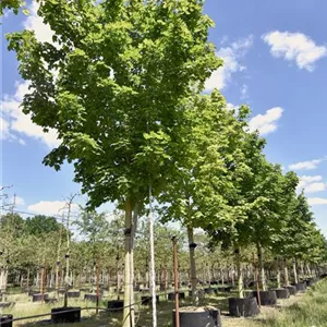 Acer platanoides 'Farlake's Green' Acer platanoides 'Farlake's Green'