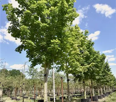 Acer platanoides 'Farlake's Green' Acer platanoides 'Farlake's Green'