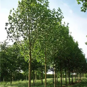 Acer platanoides 'Apollo' -S-