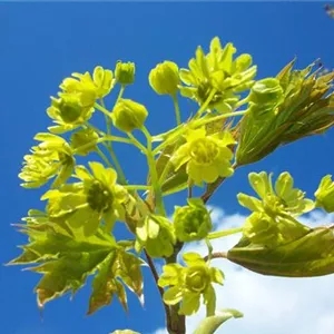 Acer platanoides 'Apollo' -S- Acer platanoides 'Apollo' -S-