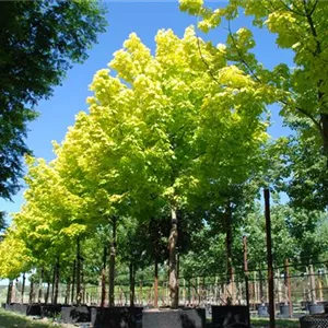 Acer platanoides 'Princeton Gold' Acer platanoides 'Princeton Gold'