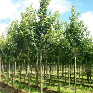 Acer pseudoplatanus 'Bruchem' Acer pseudoplatanus 'Bruchem'