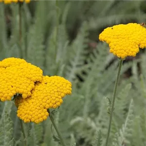 Achillea clypeolata 'Schwellenburg' Achillea clypeolata 'Schwellenburg'